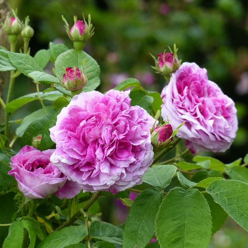 Shop - Rosa Président de Sèze - rosa - gallica rosen - diskret duftend - Mme. Hébert - Eine besonders gesunde Sorte mit vollgefüllten Blüten und süßem Duft. Ihre dunkelrosa inneren Blütenblätter werden von silber-weißen Blütenblättern umrandet.